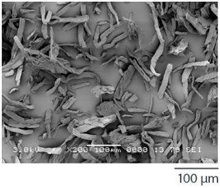Ceolus™ KG-1000 Scanning Electron Microscope image