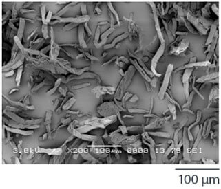 Ceolus™ KG-1000 Scanning Electron Microscope image
